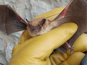 Canadian Wildlife Federation photo shows one of the 46 big brown bats rescued from freezing in Almonte.