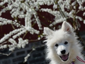 A Samoyed puppy waits with its owner.