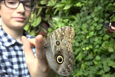 The Canadian Museum of Nature has transformed its solarium into a beautiful butterfly house.