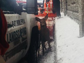 OPP officers rescued an injured deer from Hwy. 401 in Toronto on Friday, Dec. 22, 2017.