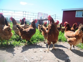 Rural Casselman is to welcome a small flock of chickens to a henhouse at the town's school this spring.