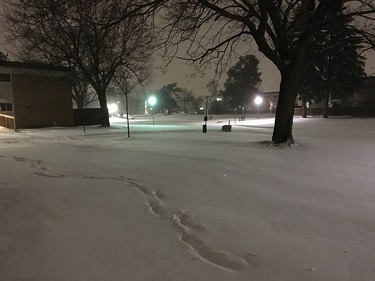 Subdued snow photos. Taken near Meadowlands Dr. and Fisher Ave., Nepean.