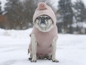 Girt the pug takes a break from his winter walk in Ottawa Friday Dec 22, 2017. Tony Caldwell