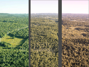 The Gatineau Hills as seen in normal vision (left), by a person with mild red/green colour vision deficiency (centre), and by a person with a pronounced red/green colour vision deficiency (right). (Original photo by Darren Brown/Ottawa Citizen; image by Jennifer Liu)