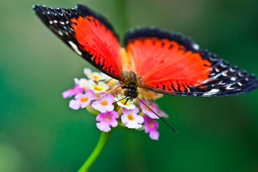 The Canadian Museum of Nature has transformed its solarium into a beautiful butterfly house.