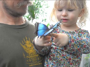 Butterflies in Flight, a new exhibition at the Canadian Museum of Nature, offers a chance for visitors to take a stroll among live butterflies.