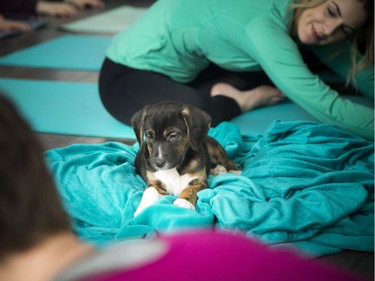 Ottawa's first puppy yoga class took place Saturday, Jan. 6, 2018 at Inner Soul Yoga and Cycle.