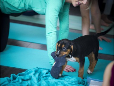 The puppies couldn't resist all the socks laying around, ready to be snatched up.