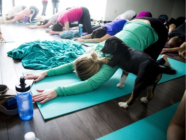 The puppies were big Erika Polidori fans and had a hard time staying away from her during the fun-hearted yoga class.