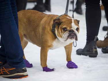 Thousands came out, including a handful of furry supporters, to take part in the Women's March on Ottawa.