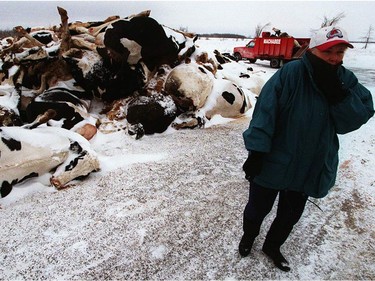 Ginette Hebert, office manager of Machabee Animal Food Ltd. in St. Albert, walk past a pile of dead Holsteins which have died from storm-related causes.