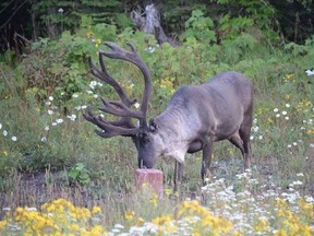 A healthy Lake Superior caribou browses on Michipicoten Island in 2014. Today, the once thriving herd of hundreds of animals is on the verge the extinction due to predation by wolves.