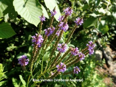 Photographed at Lac Renaud, August 4, 2016.

Family:  Verbenaceae (vervain family)

Habitat:  Stream banks

Flowering June to October. Iroquois used a cold infusion of mashed leaves as a potion to make obnoxious persons go away.

Gatineau Park Wildflowers
Photos by Tom Delsey and Gwynneth Evans