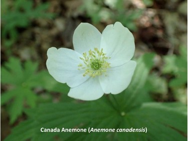 Photographed on the Champlain trail, June 28, 2015.

Family:  Ranunculaceae (buttercup family)

Habitat:  Moist forests and open wetlands

Flowering May to July

Related species:  Anemone quinquefolia (wood anemone), smaller with a single basal leaf with three to five leaflets.

Gatineau Park Wildflowers
Photos by Tom Delsey and Gwynneth Evans