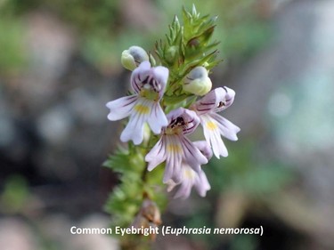 Photographed at Black Lake, September 9, 2016.

Family:  Orobanchaceae (broom-rape family)

Habitat:  Shorelines

Flowering  August to September. Semi-parasitic, relying on root structures of surrounding plants for propagation and partial nutrition. 

Gatineau Park Wildflowers
Photos by Tom Delsey and Gwynneth Evans