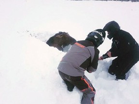 Snowmobilers Jonathan Anstey, left, and Tyrone Owens work together to free a moose trapped by deep snow near Deer Lake, N.L. on Saturday Dec. 30, 2017.