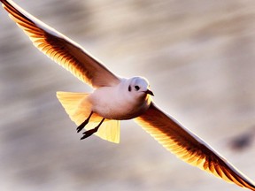 A gull flies over the river Main in Frankfurt, Germany, on a cold Tuesday, Nov. 29, 2016. Gulls at landfills are so common that their stomach contents are sometimes use to monitor plastic in the environment.