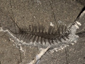 Kootenayscolex barbarensis is part of a group of animals called annelids (or the ‚Äòringed worms‚Äô) is shown in this handout image.