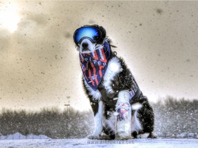 The late Piper, a border collie, was the Wildlife Control Specialist at Cherry Capital Airport in Traverse City, Michigan, USA.  He sported shiny 100% UV protective eye wear, special boots to protective his paws from all weathers and MuttMuffs for when the airport got a little too loud.