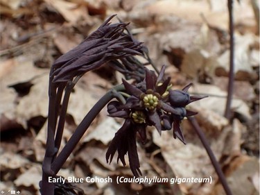 Photographed on the O'Brien trail, April 25, 2016.

Family:  Berberodaceae (barberry family)

Habitat:  Rich forests

Flowering April to May. Blooms before leaves unfurl.

Related species:  Caulophyllum thalictroides (blue cohosh)

Gatineau Park Wildflowers
Photos by Tom Delsey and Gwynneth Evans