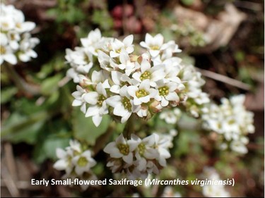 Photographed on the Meech trail, May 5, 2016.

Family:  Saxifragaceae (saxifrage family)

Habitat:  Rock ledges

Flowering April to June

Gatineau Park Wildflowers
Photos by Tom Delsey and Gwynneth Evans