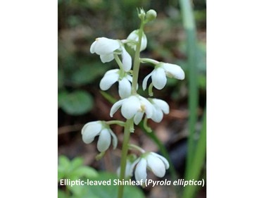 Photographed on the Wakefield trail, July 11, 2016.

Family:  Ericaceae (heath family)

Habitat:  Forests

Flowering July to August. Curved style extends beyond the petals of the flower, giving the appearance of a small bell clapper. Plants have a symbiotic relationship with the fungi that infect their roots.


Gatineau Park Wildflowers
Photos by Tom Delsey and Gwynneth Evans