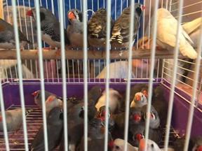 Some of the more than 100 finches rescued from a foreclosed home over the weekend.