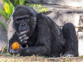 This undated photo provided by the San Diego Zoo Safari Park shows Vila, an African gorilla. Considered to be one of the world's oldest gorillas, Vila died Thursday at the park in Escondido, Calif. Ken Bohn/San Diego Zoo Safari Park via AP