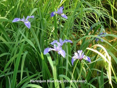 Photographed on the Kingsmere trail, June 17, 2015.

Family:  Iridaceae (iris family)

Habitat:  Wetland margins, banks of streams

Flowering June to July. Since 1999 the harlequin blue flag has been the provincial flower of Quebec.

Gatineau Park Wildflowers
Photos by Tom Delsey and Gwynneth Evans