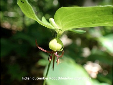 Photographed on the Étienne Brûlé trail, June 10, 2016.

Family:  Liliaceae (lily family)

Habitat:  Open woods and forests

Flowering May to July. Common name derives from the mild cucumber-like flavour of the edible rhizome

Gatineau Park Wildflowers
Photos by Tom Delsey and Gwynneth Evans