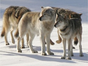 This February 2006 file photo released by Michigan Technological University, shows gray wolves on Isle Royale National Park in northern Michigan.