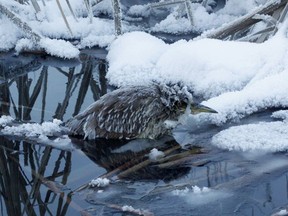 Black-crowned Night-Heron on January 1, 2018 in Ottawa.
