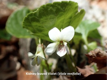 Photographed on the O'Brien trail, May 11, 2016.

Family:  Violaceae (violet family)

Habitat:  Moist forests

Flowering in May

Gatineau Park Wildflowers
Photos by Tom Delsey and Gwynneth Evans