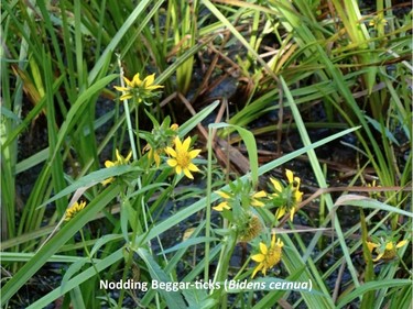 Photographed on the Étienne Brûlé trail, September 10, 2015.

Family:  Asteraceae (aster family)

Habitat:  Marshes and shorelines

Flowering August to October. Waits for the last days of the warm season to bloom.


Gatineau Park Wildflowers
Photos by Tom Delsey and Gwynneth Evans