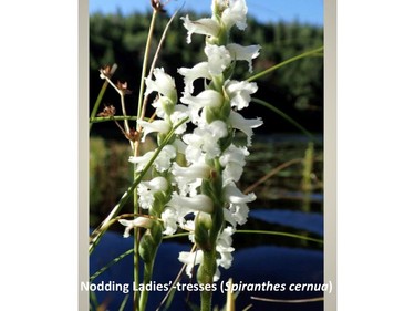 Photographed at Black Lake, September 2, 2016.

Family:  Orchidaceae (orchid family)

Habitat:  Shorelines

Flowering August to September

Gatineau Park Wildflowers
Photos by Tom Delsey and Gwynneth Evans