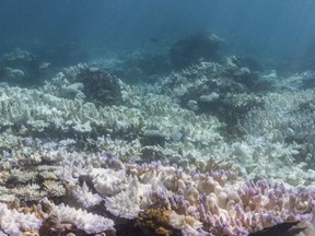 This 2017 photo provided by NOAA shows bleached coral in Guam. A study released on Thursday, Jan. 4, 2018 finds that severe bleaching outbreaks are hitting coral reefs four times more often they used to a few decades earlier.