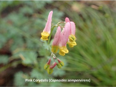 xPhotographed on the Blanchet trail,  at the Tawadina Lookout, May 28, 2015.

Family:  Papaveraceae (poppy family)

Habitat:  Granitic rock ledges

Flowering May to September. To enter the flower the bee presses on the hood formed by the lateral petals, exposing the anthers and stigma.

Related species:  Capnoides aurea (golden corydalis)

Gatineau Park Wildflowers
Photos by Tom Delsey and Gwynneth Evans