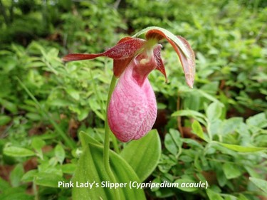 Photographed on the Blanchet trail, May 28, 2015.

Family:  Orchidaceae (orchid family)

Habitat:  Wet forests

Flowering May to July. Bumblebee enters through slit in the labellum, passing under the stigma where any pollen on the bee is removed; as the bee passes under one of the anthers it picks up pollen and then exits through a small opening in the back of the flower. 

Related species:  Cypripedium reginae (showy lady's slipper). Found in fens and swamps.

Gatineau Park Wildflowers
Photos by Tom Delsey and Gwynneth Evans