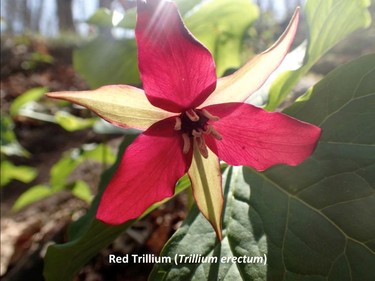 Photographed on the O'Brien trail, May 6, 2015.

Family:  Melanthiaceae (bunchflower family)

Habitat:  Moist rich forests

Flowering April to June. Pollinated by carrion flies, attracted by the foul odour of the flower.

Gatineau Park Wildflowers
Photos by Tom Delsey and Gwynneth Evans