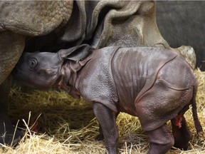 The Toronto Zoo says a greater one-horned rhinoceros calf, shown in this handout image, is its first newborn animal of 2018.