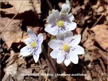 Photographed on the O'Brien trail, April 21, 2016.

Family:  Ranunculaceae (buttercup family)

Habitat:  Dry to moist rich forests

Flowering April to May. One of the earliest plants to flower in the spring. Stalks of flowers and leaves emerge directly from rhizome. Flowers may be blue, purple, pink, or white. Leaves appear after the flowers.

Related species:  Anemone americana (round-lobed hepatica)

Gatineau Park Wildflowers
Photos by Tom Delsey and Gwynneth Evans