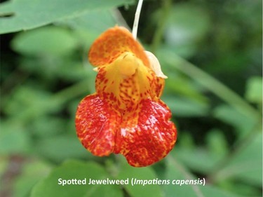 Photographed on the Wakefield trail, August 12, 2015.

Family:  Balsaminaceae (touch-me-not or jewelweed family)

Habitat:  Marshes

Flowering June to September. Fruit explodes at the slightest touch, giving the plant its other common name, Touch-me-not.

Related species:  Pale Jewelweed (impatiens palllida)

Gatineau Park Wildflowers
Photos by Tom Delsey and Gwynneth Evans