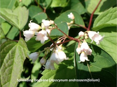 Photographed on the Pine Road trail, July 8, 2015.

Family:  Apocynaceae (dogbane family)

Habitat:  Dry open areas

Flowering June to August

Related species: Apocynum cannabinum (hemp dogbane)
Gatineau Park Wildflowers
Photos by Tom Delsey and Gwynneth Evans