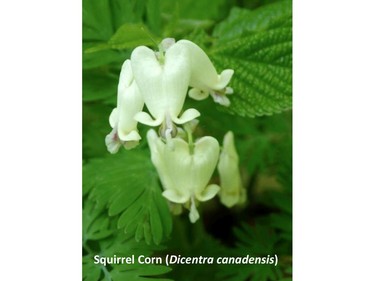 Photographed on the Meech trail, May 21, 2015.

Family:  Papaveraceae (poppy family)

Habitat:  Rich forests

Flowering April to June. Rounded spurs of petals parallel with each other.

Related species:  Dicentra cucullaria (dutchman's breeches). Pointed spurs of petals divergent.

Gatineau Park Wildflowers
Photos by Tom Delsey and Gwynneth Evans