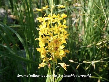 Photographed on the Wakefield trail, July 11, 2016.

Family:  Myrsinaceae (marlberry family)

Habitat:  Wetland margins

Flowering June to August. Each petal has two red dots at its base, forming a circle of ten dots in the centre of the flower.

Gatineau Park Wildflowers
Photos by Tom Delsey and Gwynneth Evans