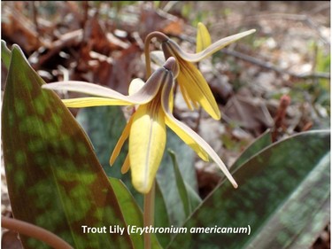 Photographed on the Meech trail, May 5, 2016.

Family:  Liliaceae (lily family)

Habitat:  Moist to dry forests

Flowering  April to May. Produces a leaf after three years; seven to ten years can elapse before the plant produces its first bloom.

Gatineau Park Wildflowers
Photos by Tom Delsey and Gwynneth Evans