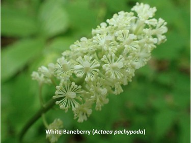 Photographed on the Meech trail, May 21, 2015.

Family:  Ranunculaceae (buttercup family)

Habitat:  Moist forests, loamy soils

Flowering May to June. Petals and sepals fall off as flower opens, leaving numerous prominent white stamens. "Doll's-eye" berries are poisonous to humans. 

Related species:  Actea rubra (red baneberry)

Gatineau Park Wildflowers
Photos by Tom Delsey and Gwynneth Evans