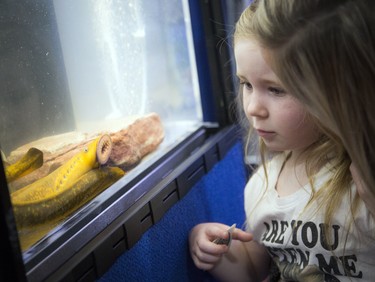 The Great Lakes Fishery Commission had a display of sea lampreys at the Ottawa Boat Show held at the EY Centre Sunday Feb. 25, 2018. Four-year-old Hayleigh Whitehorne takes a close look at the sea lampreys Sunday morning with her family. The sea lamprey, a parasitic fish native to the Atlantic Ocean, has had an enormous, negative impact on the Great Lakes fishing industry over the past century.  Ashley Fraser/Postmedia