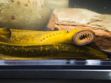 The Great Lakes Fishery Commission had a display of sea lampreys, explain the problems they are causing the Great Lakes during the Ottawa Boat Show held at the EY Centre Sunday Feb. 25, 2018.   Ashley Fraser/Postmedia