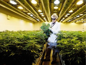 Master grower Ryan Douglas does an inspection at the Tweed marijuana growing plant in Smiths Falls.